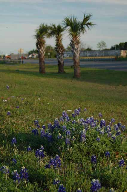 Texas bluebonnets